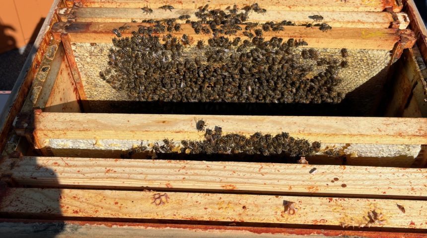 Hillside Honeybee Event 2024